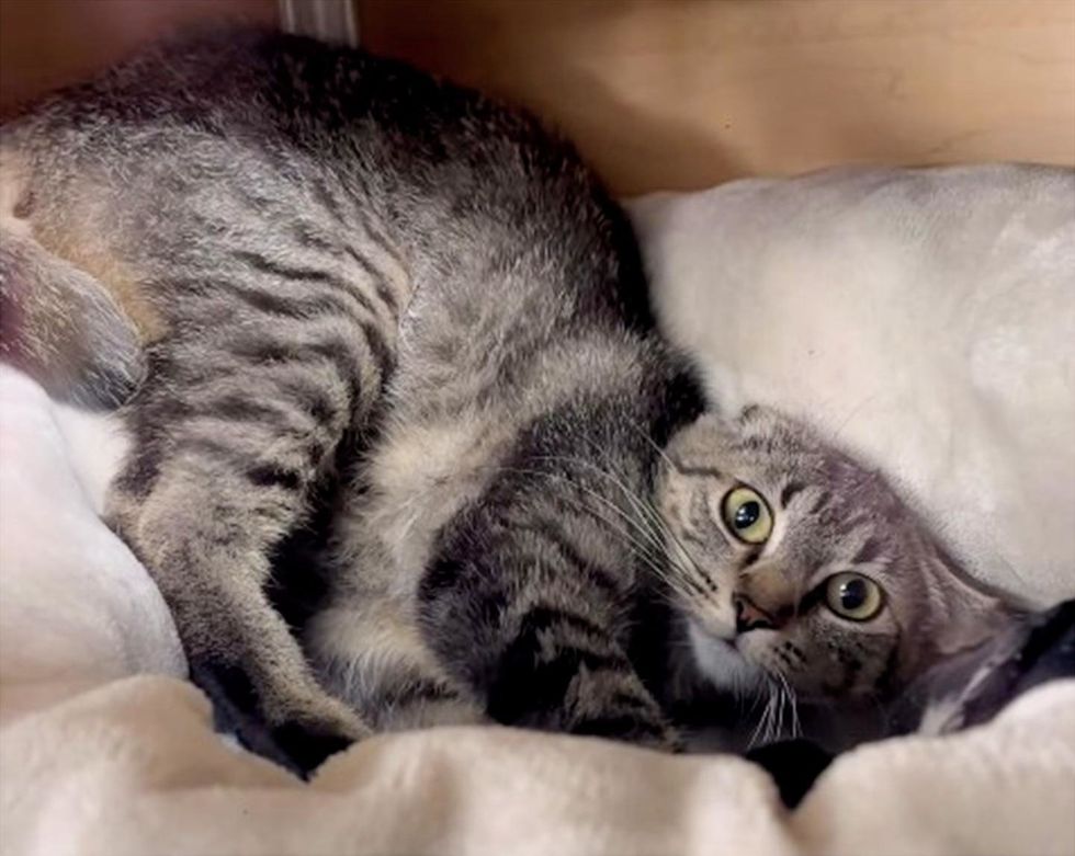 Tabby cat baced in a cream blanket with flat ears looknig scared.