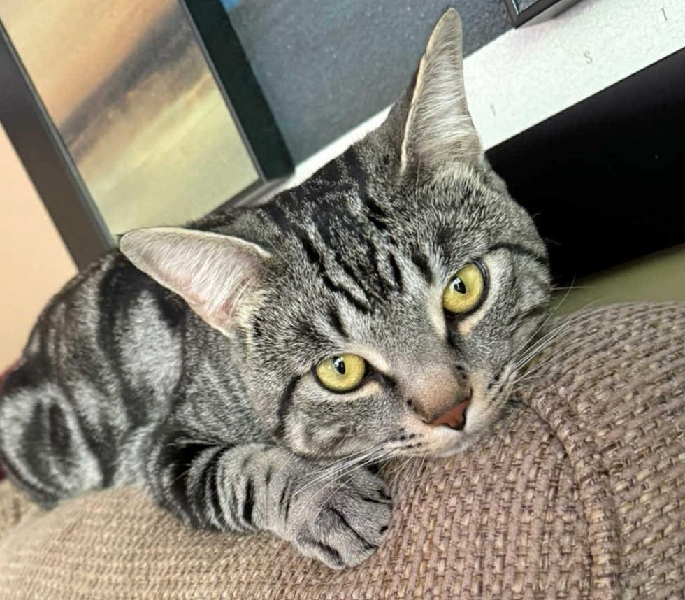 tabby cat beautiful