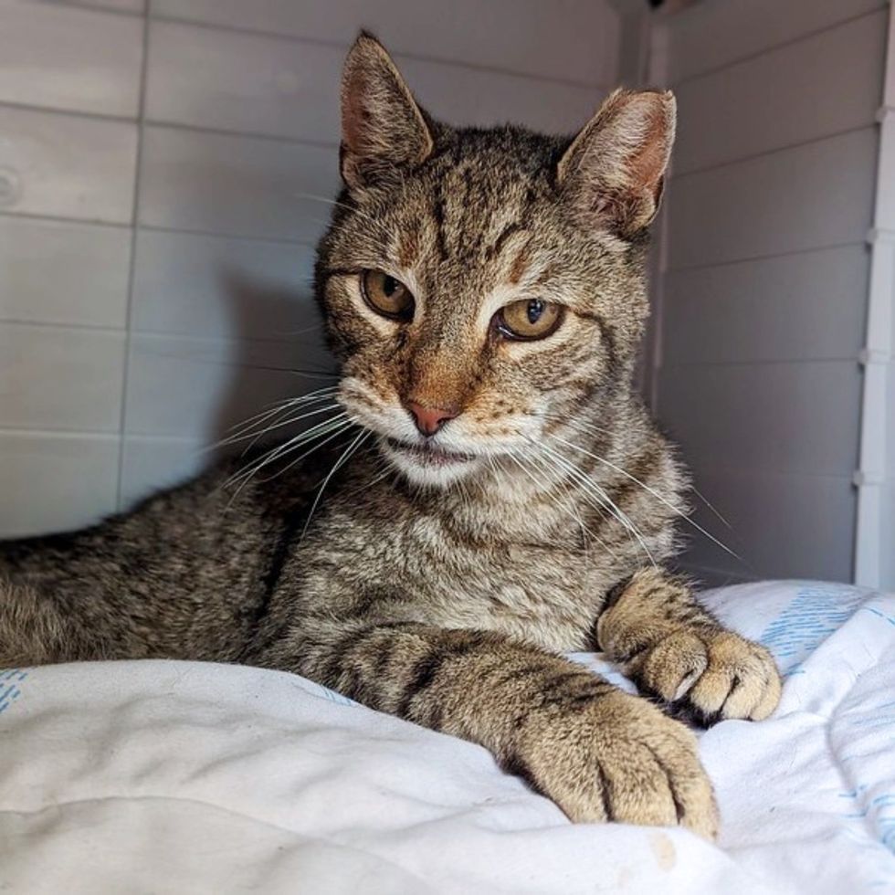 tabby cat big cat face