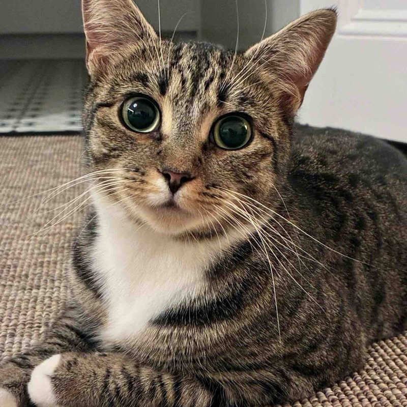 tabby cat big eyes