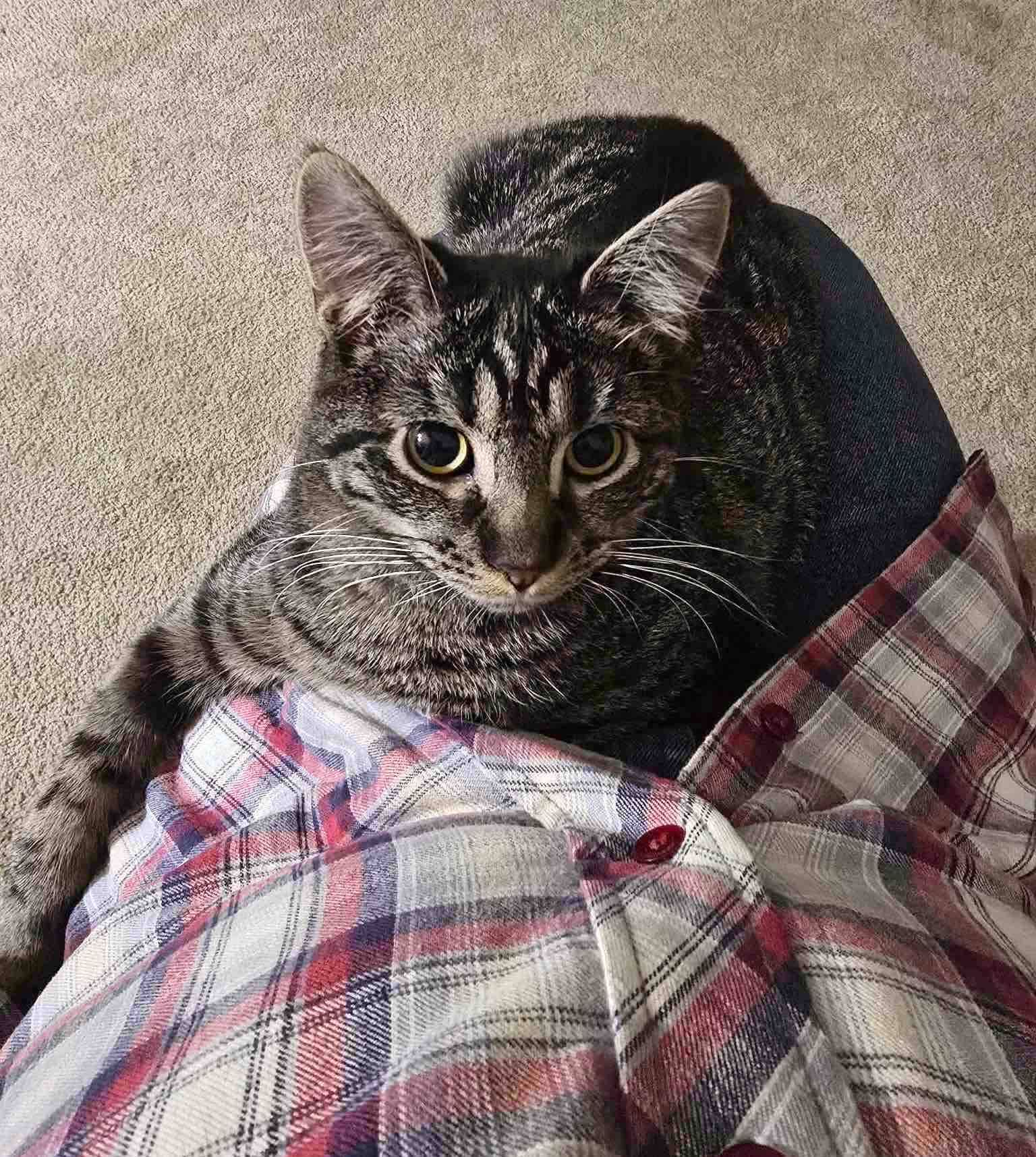 サラのパパに愛されるマック