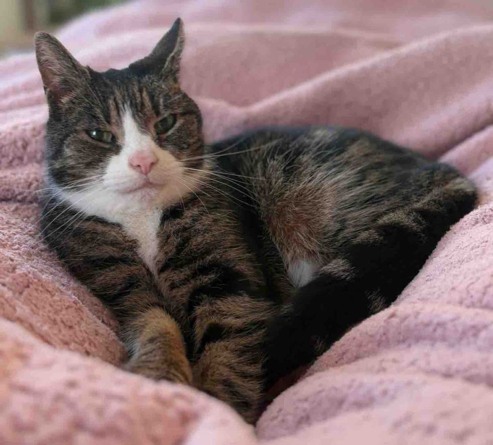 tabby cat blanket indoors