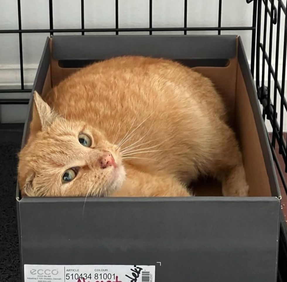 tabby cat box