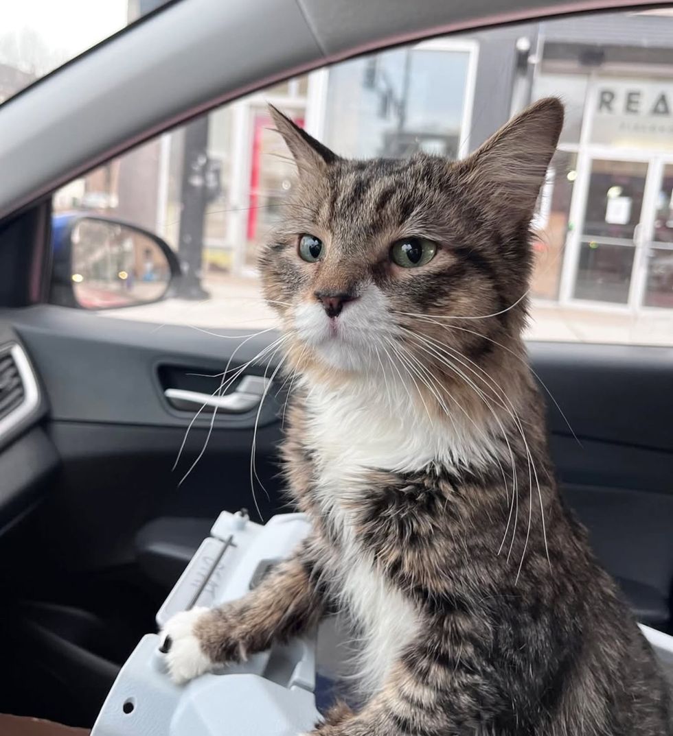 tabby cat car ride
