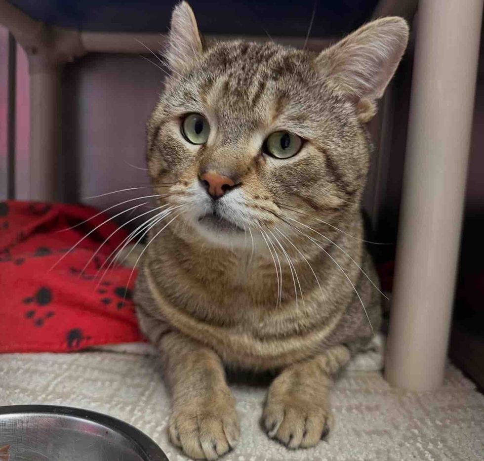 tabby cat cheeks shelter