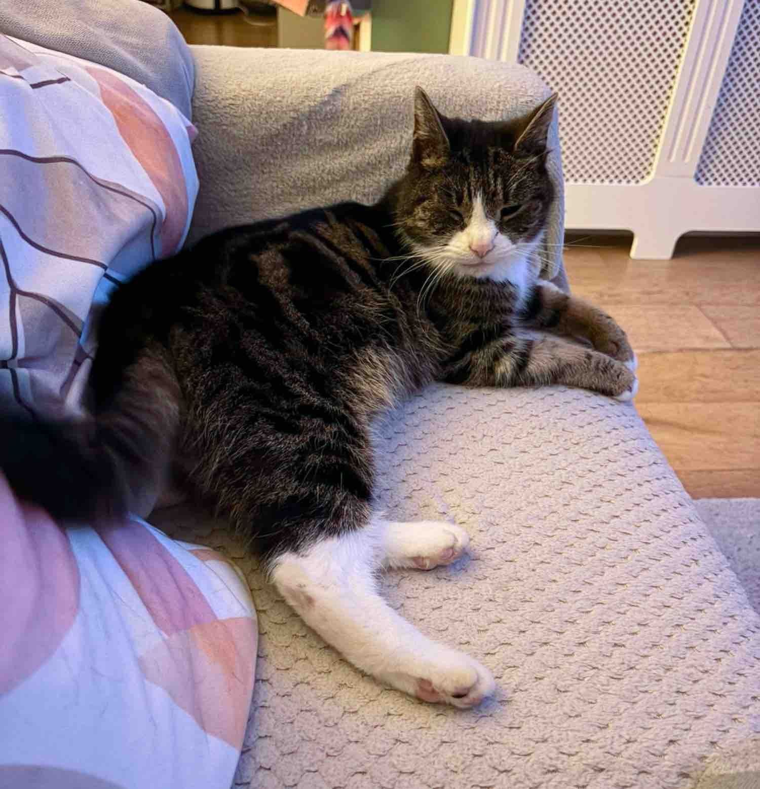 くつろぐチャモミール