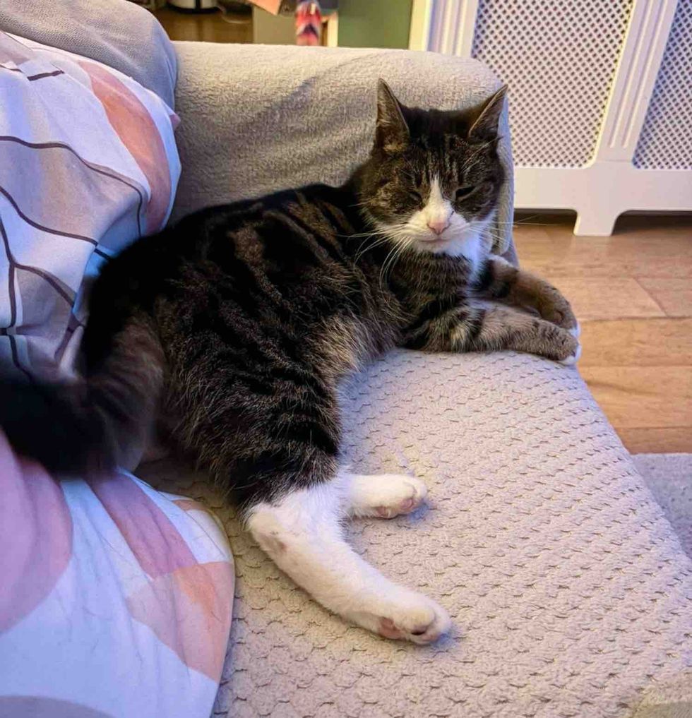 tabby cat couch lounge