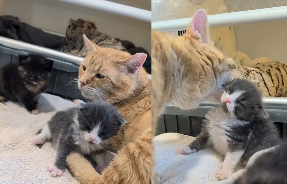 tabby cat cuddles kitten