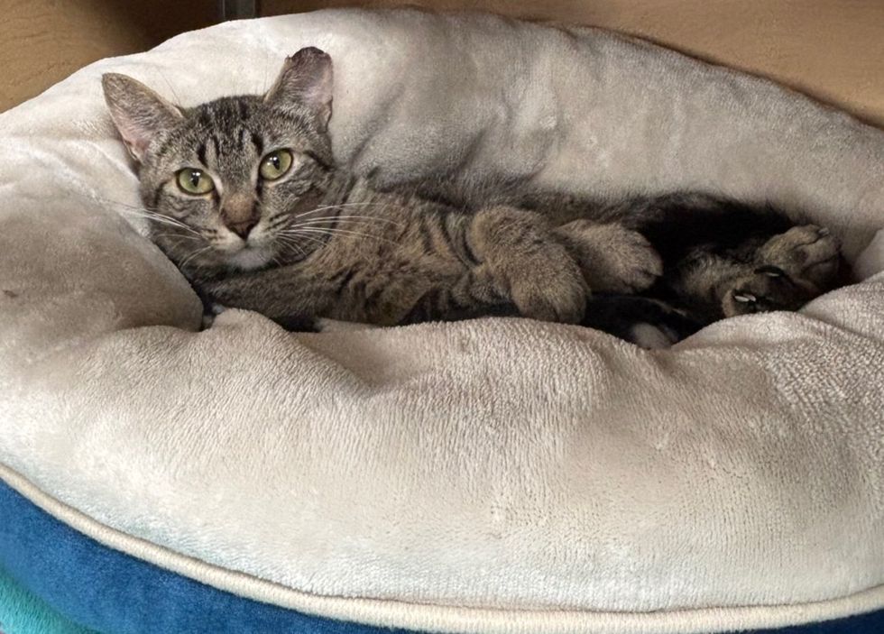 Tabby cat curled comfortably in a plush round bed, looking calmly at the camera.