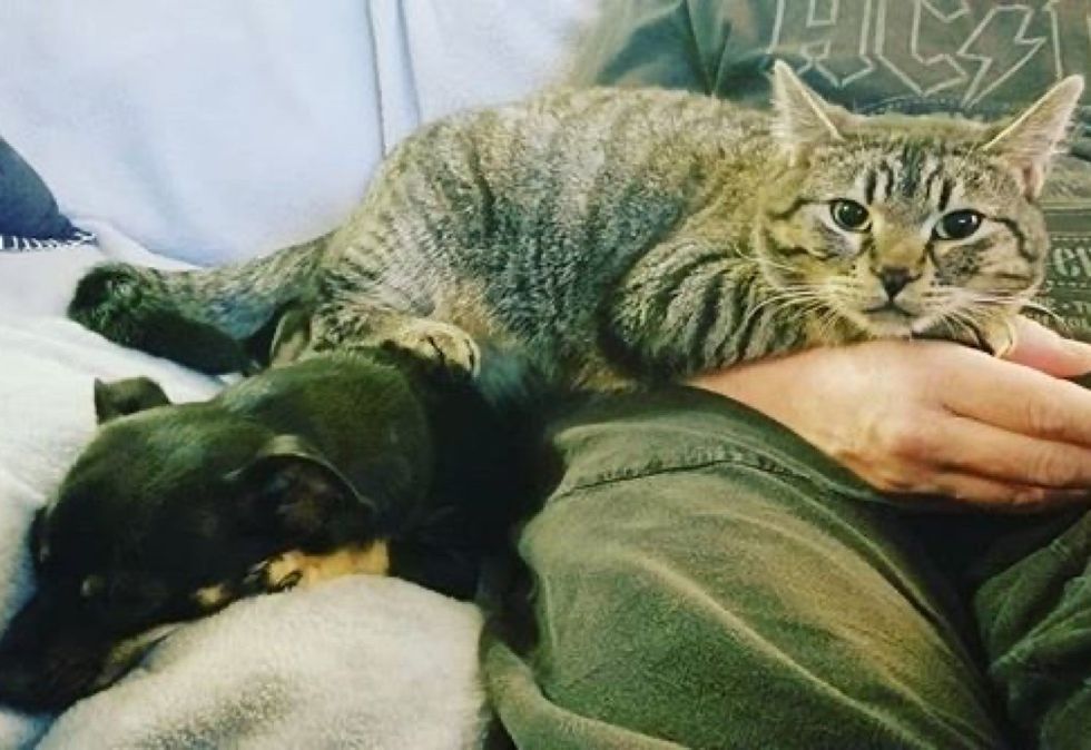 tabby cat, cute, lap cat