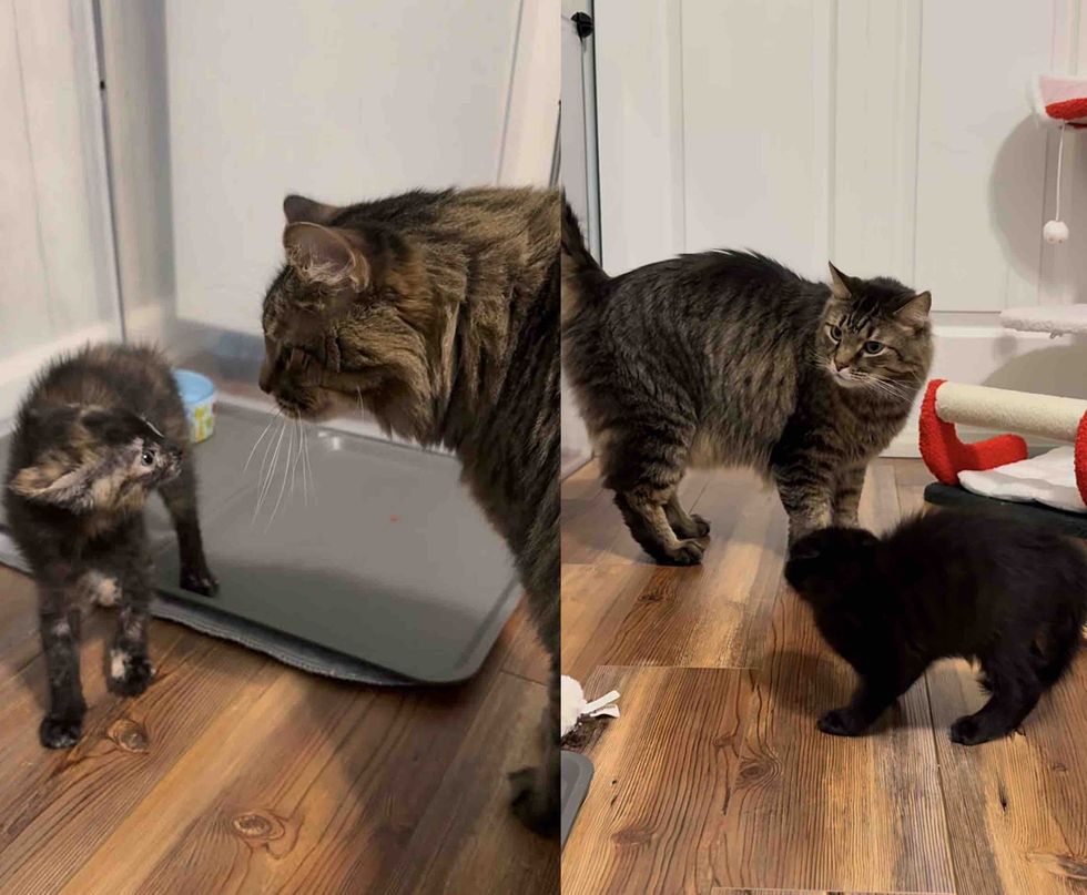 tabby cat foster kittens