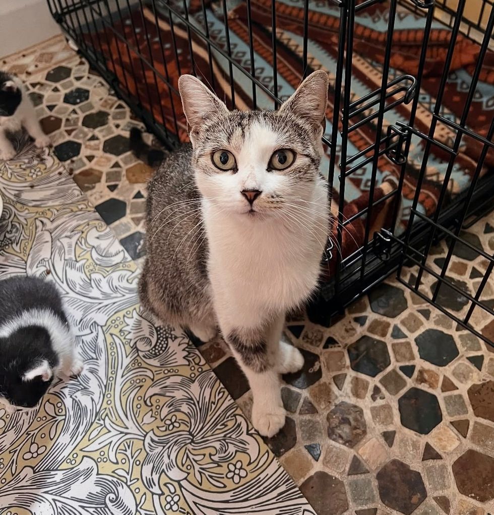 tabby cat foster