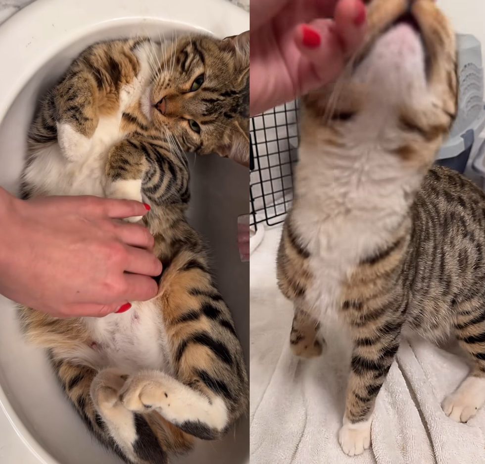 tabby cat friendly snuggly