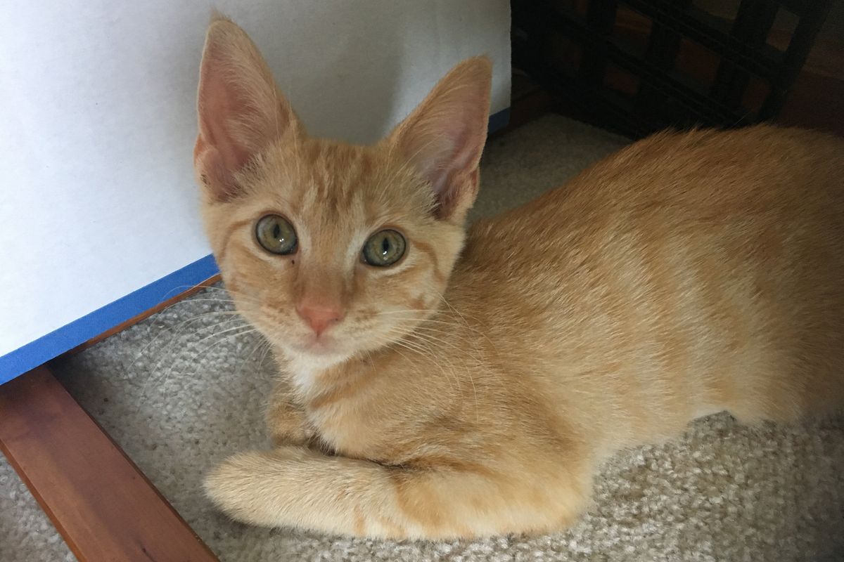 tabby cat, ginger cat