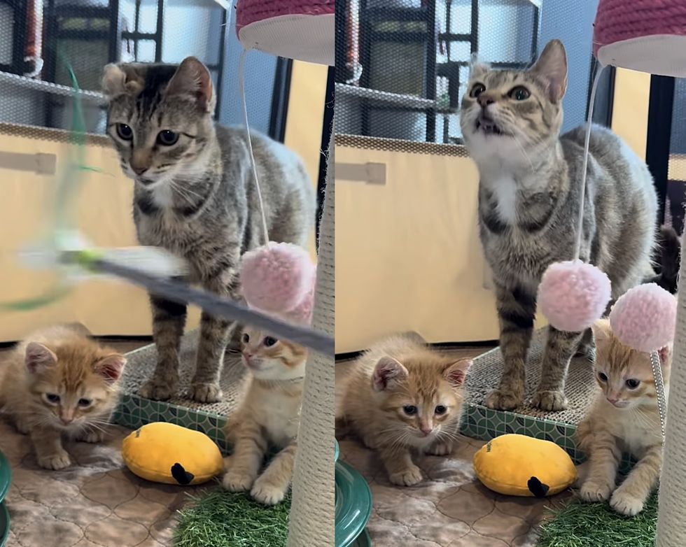 tabby cat ginger kittens