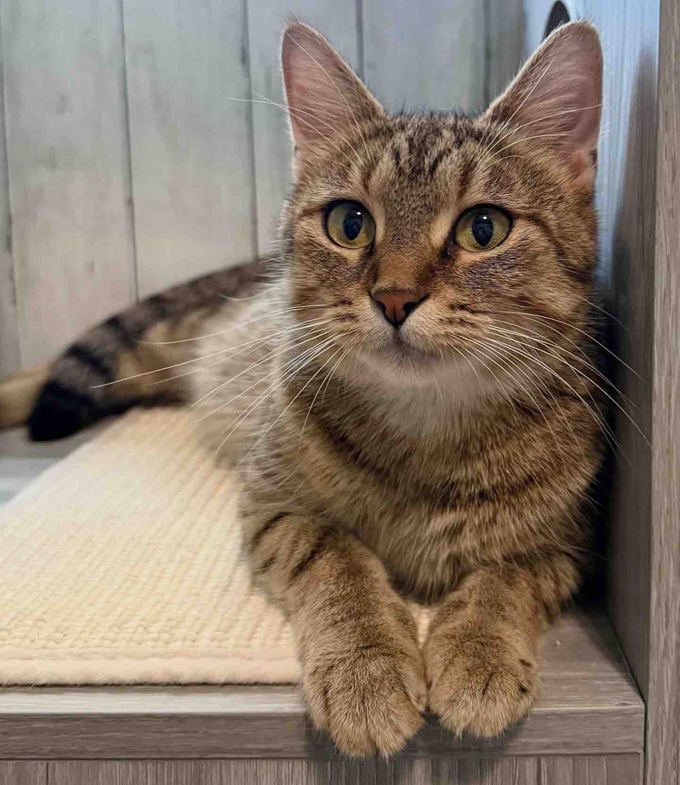 tabby cat happy home