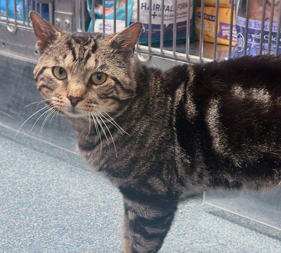 tabby cat happy shelter