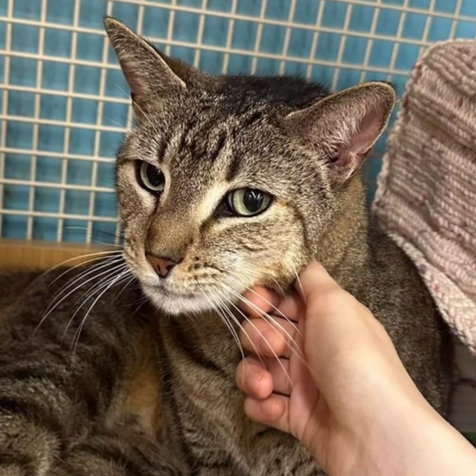 tabby cat happy