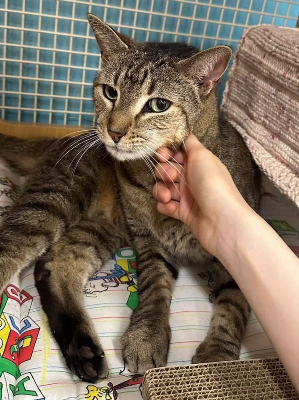 tabby cat happy