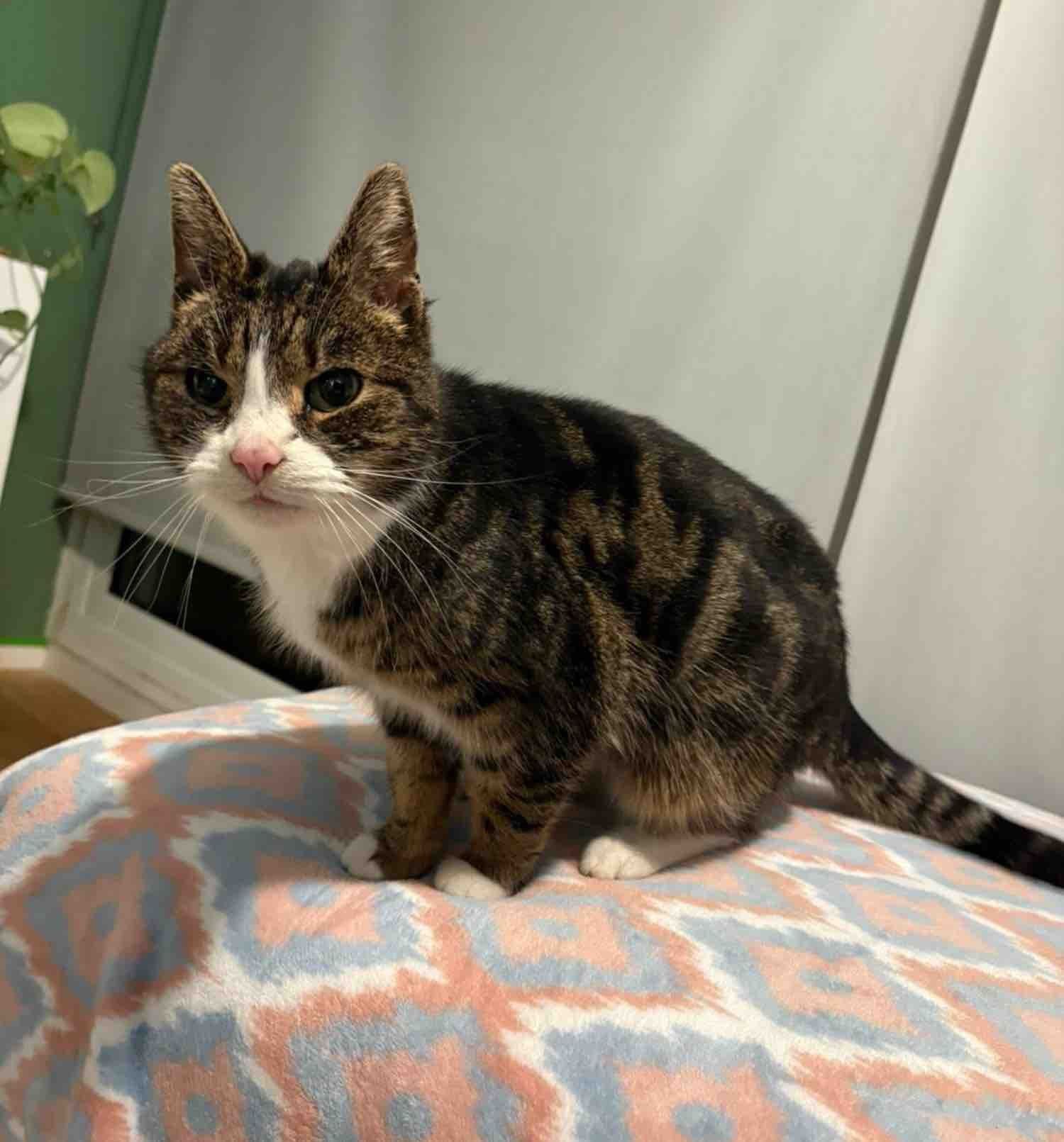 楽しそうに特等席で寝るタビー猫