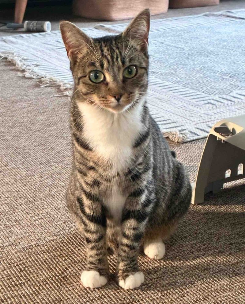 tabby cat indoors safe