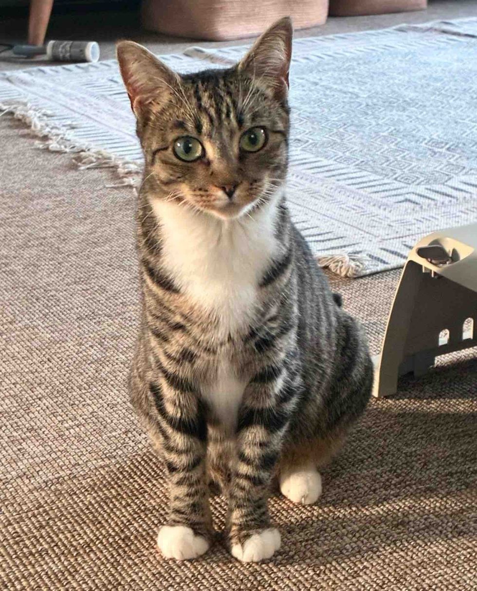 tabby cat indoors safe