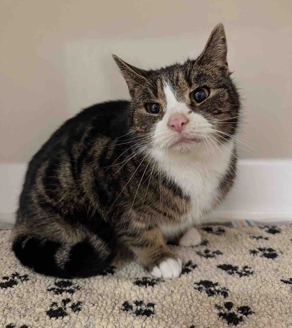 tabby cat indoors safe