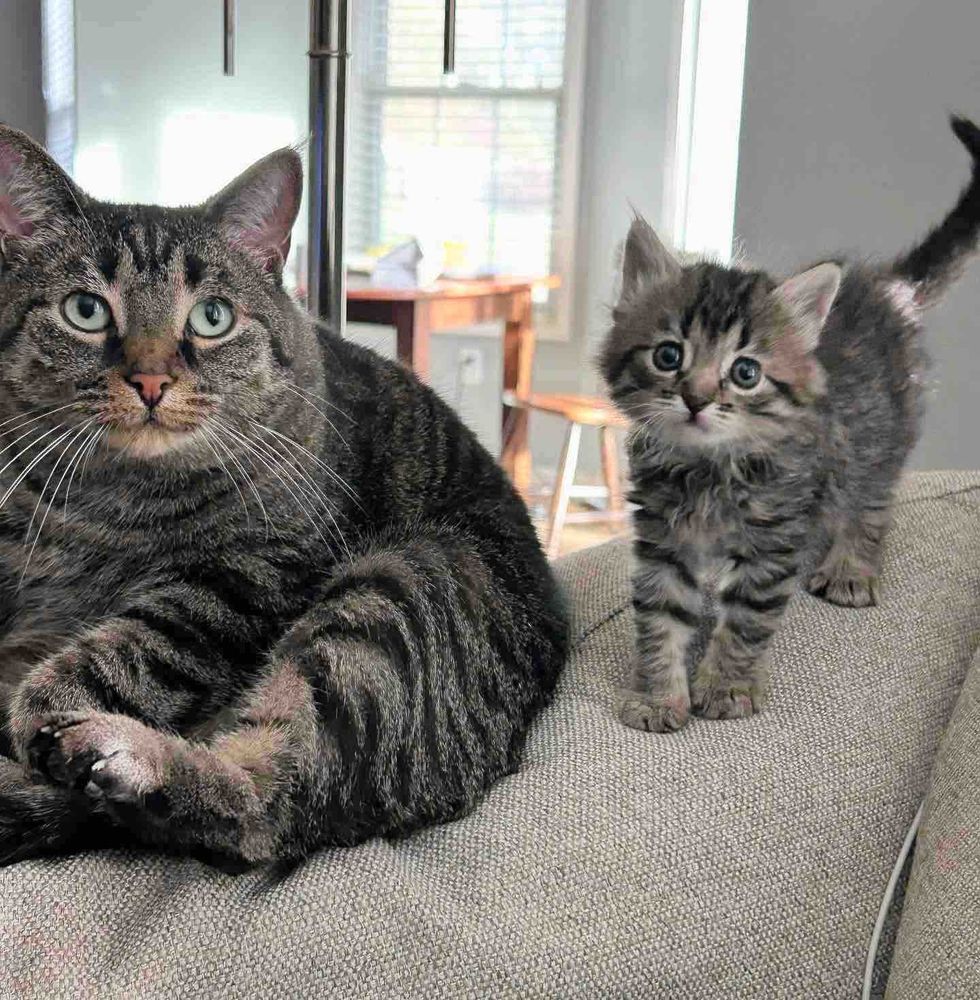 tabby cat kitten couch