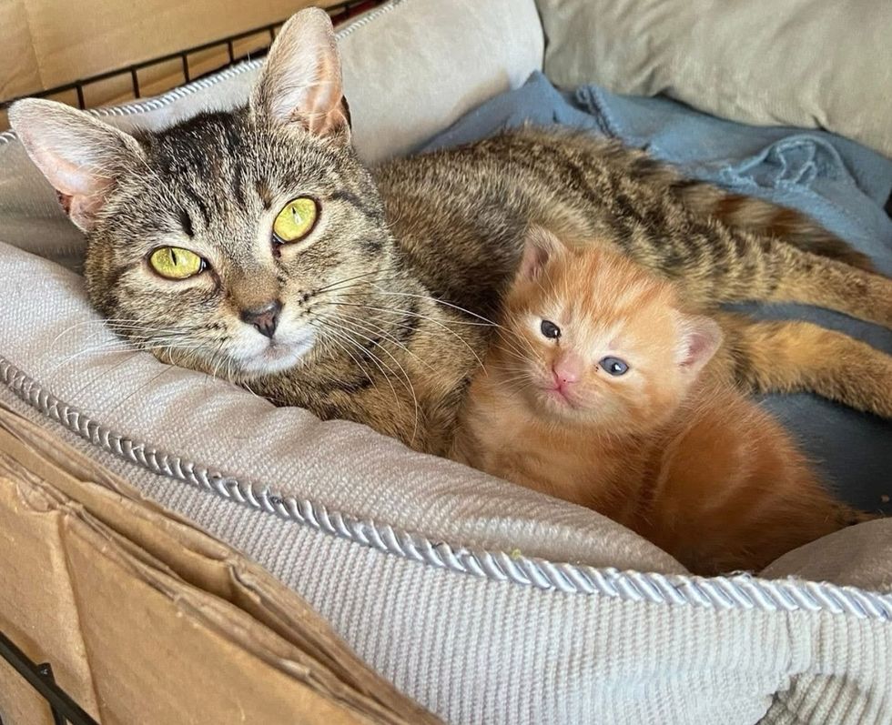 tabby cat kitten snuggles