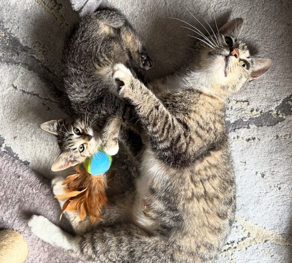 tabby cat kitten snuggles