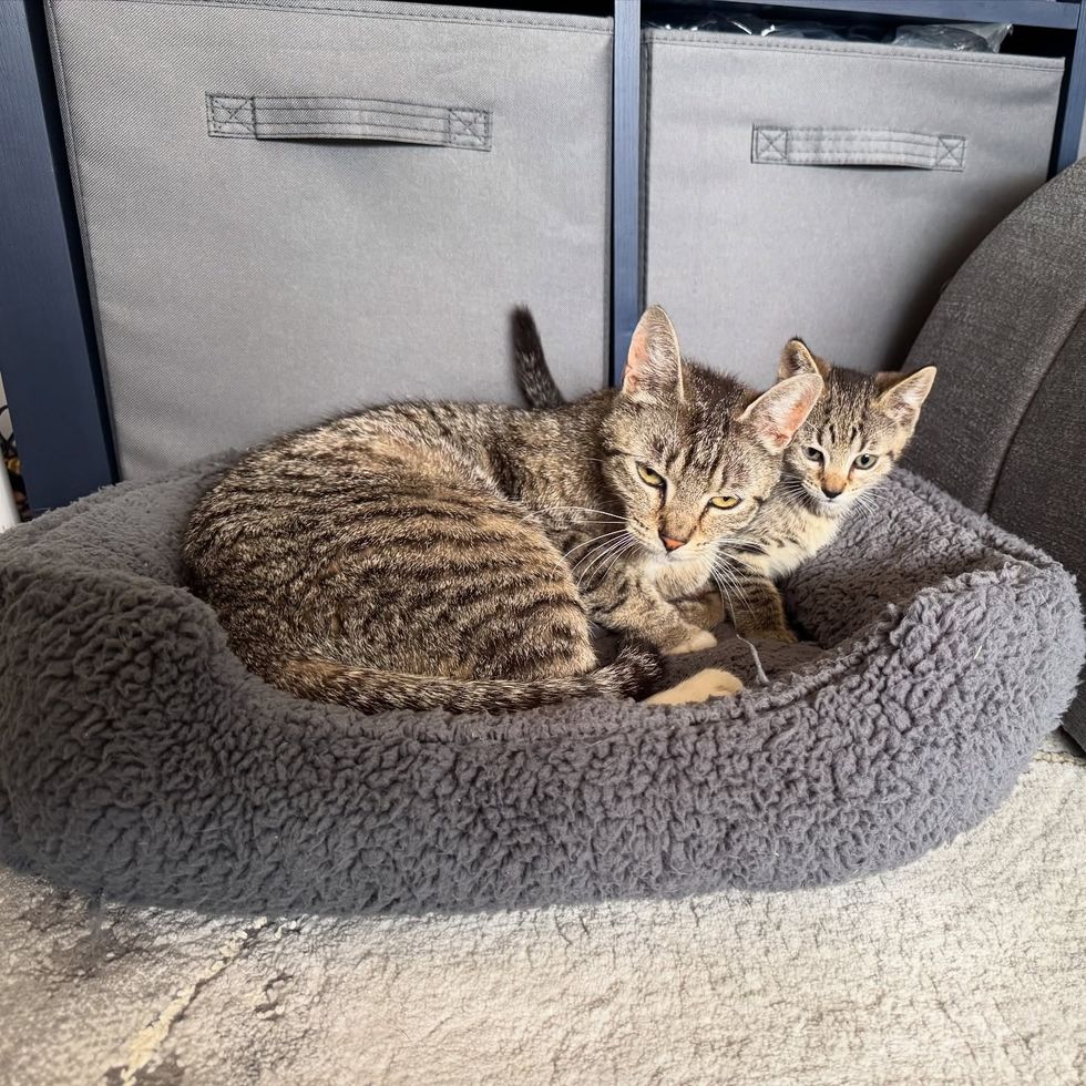 tabby cat kitten snuggles