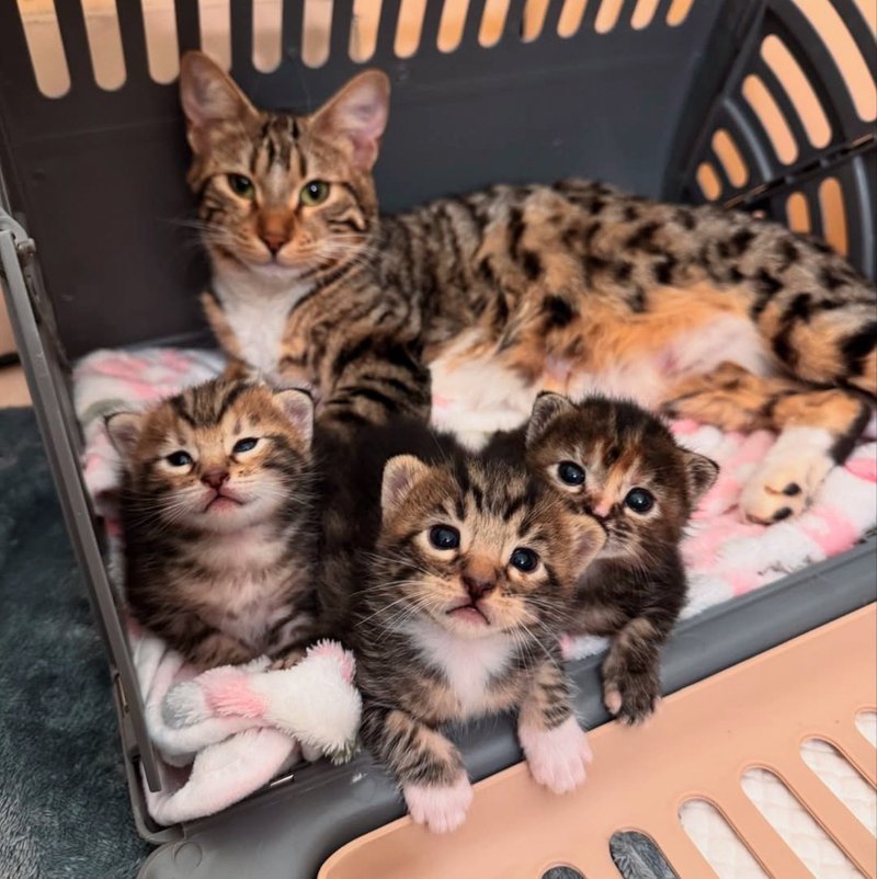 tabby cat kittens cute