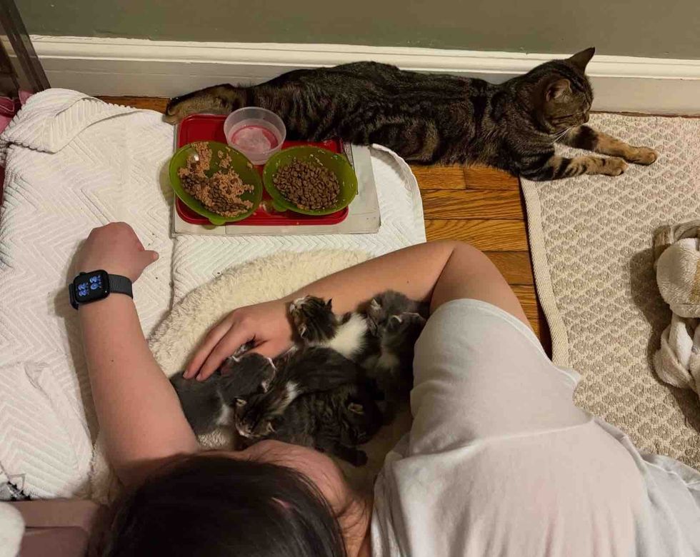 tabby cat kittens pile