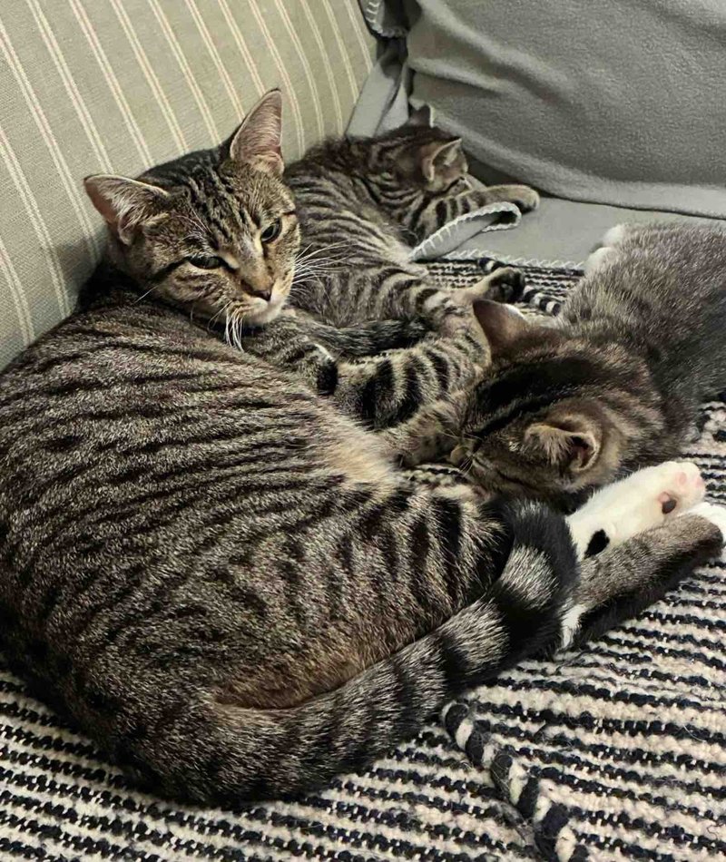 tabby cat kittens snuggles