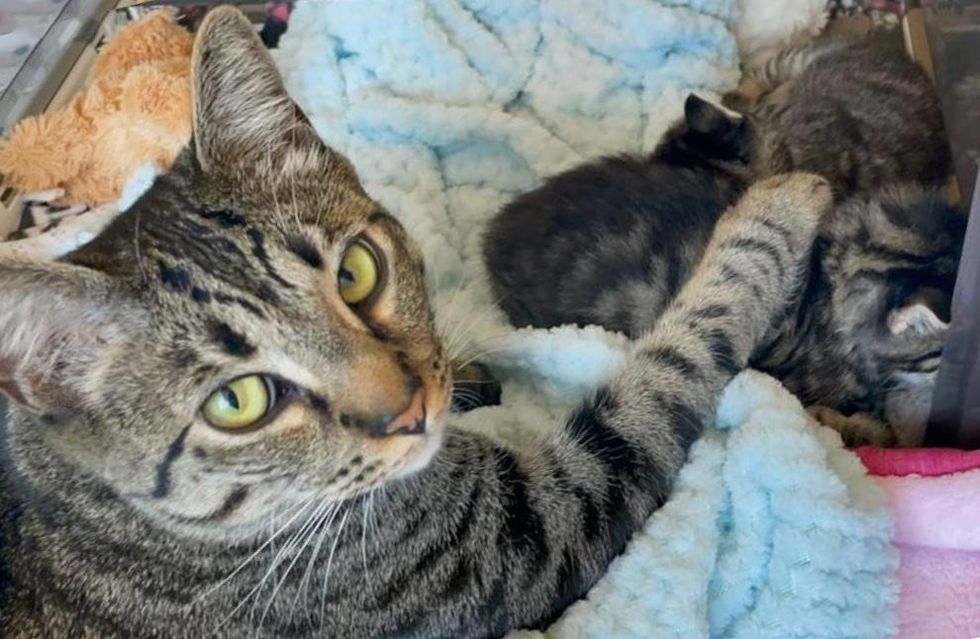 tabby cat kittens