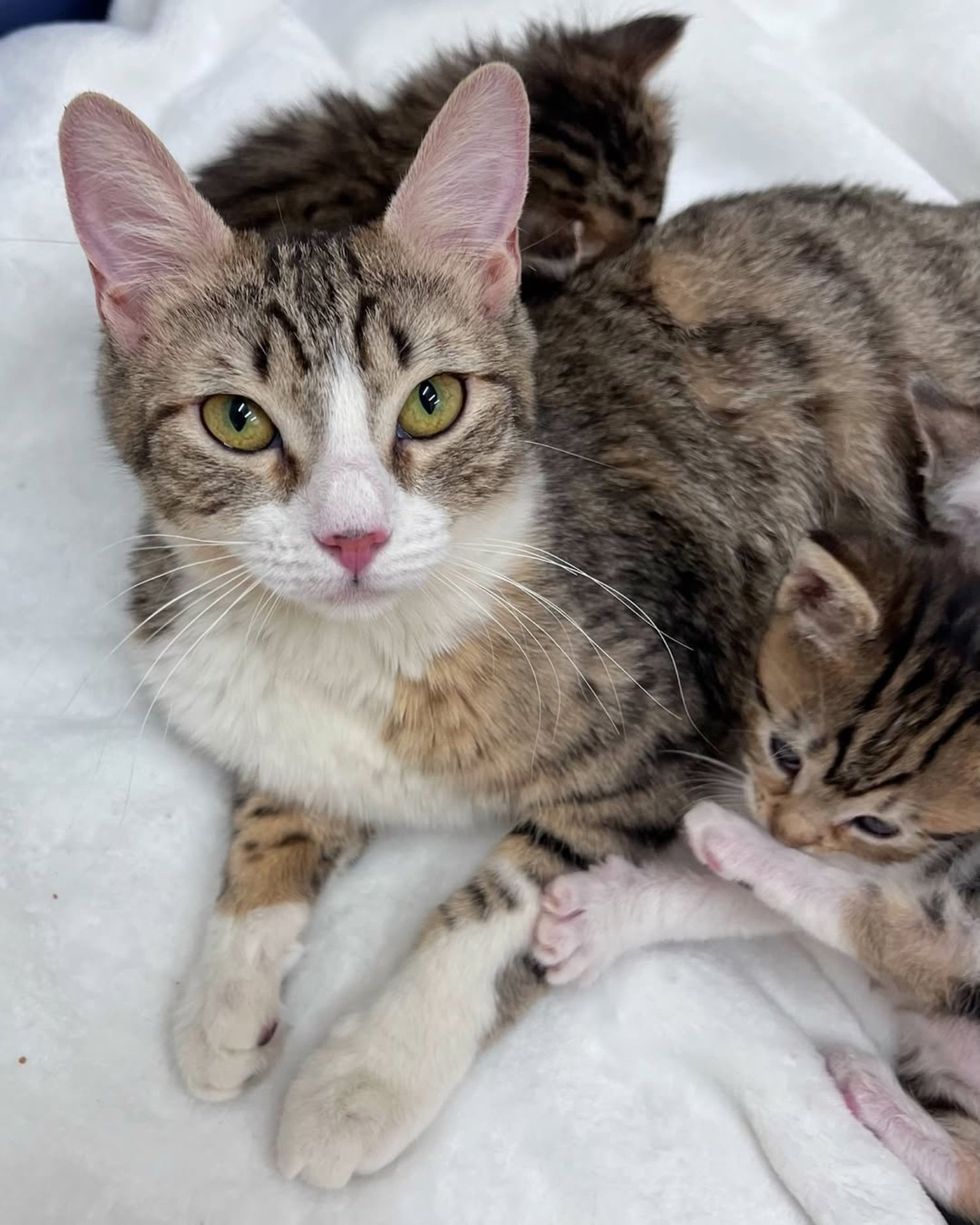 tabby cat kittens