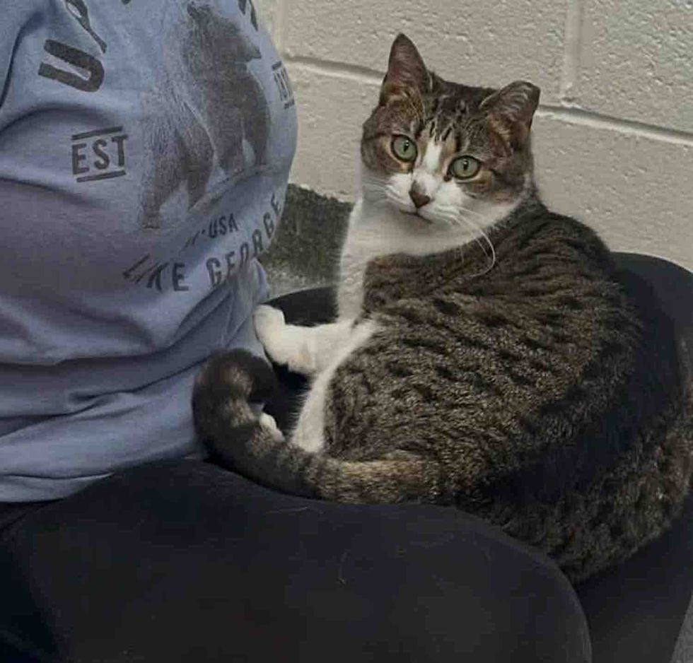 tabby cat lap snuggles