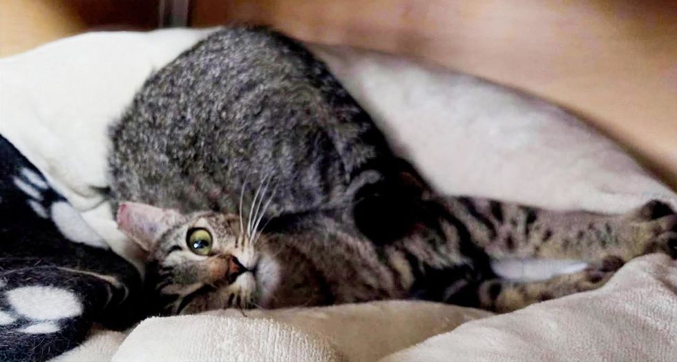 Tabby cat laying on side, lookingat the camera in a playful position.