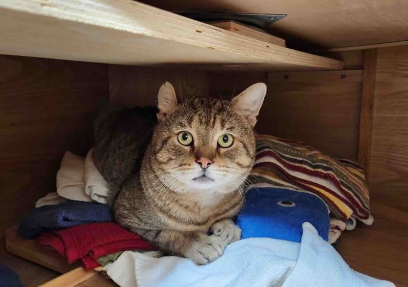 tabby cat lazy susan