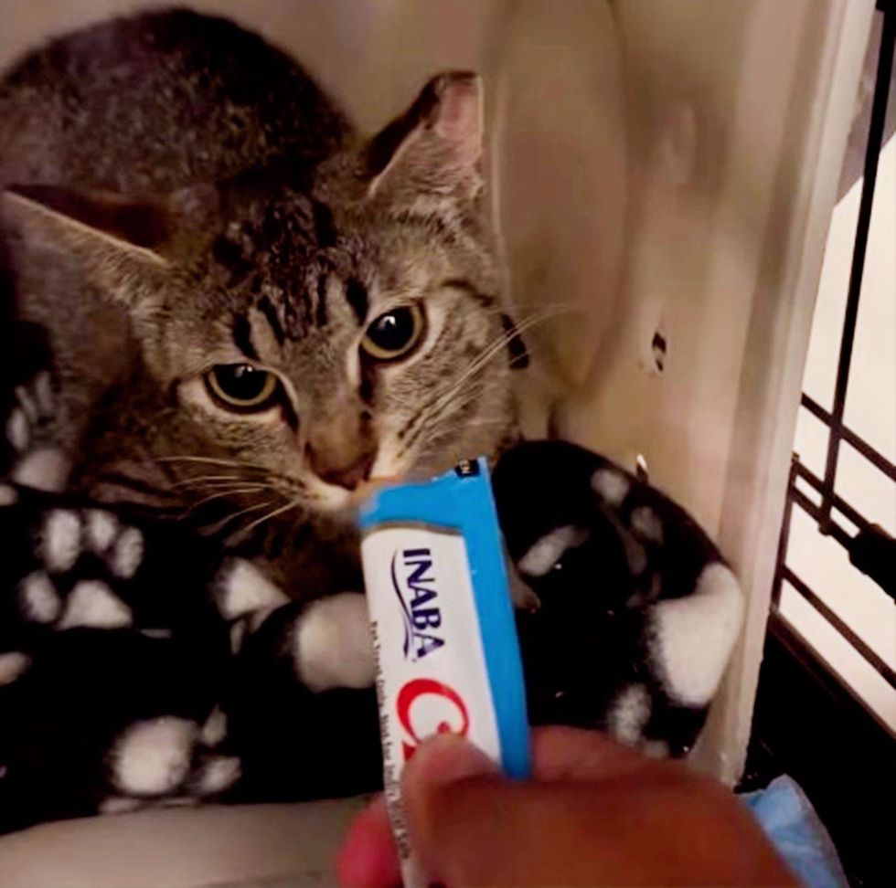 Tabby cat leaning forward to sniff a squeeze treat held out by a hand.