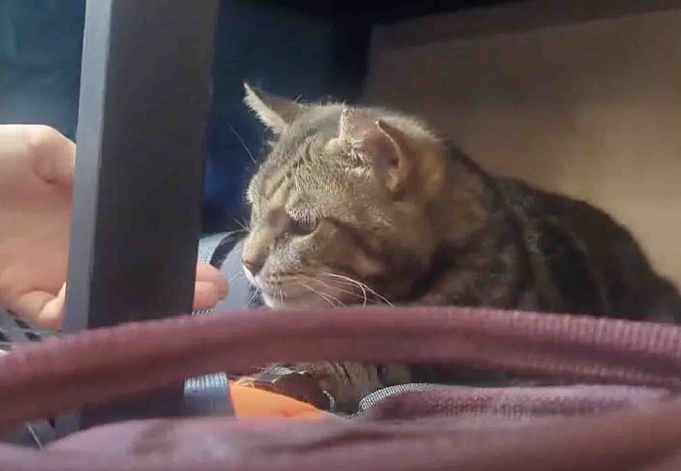 tabby cat learns trust