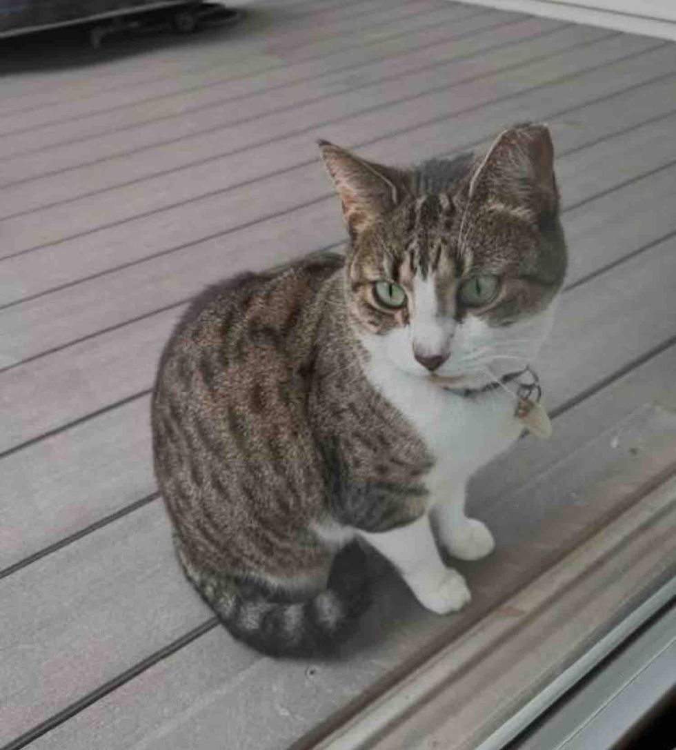 tabby cat left outdoors