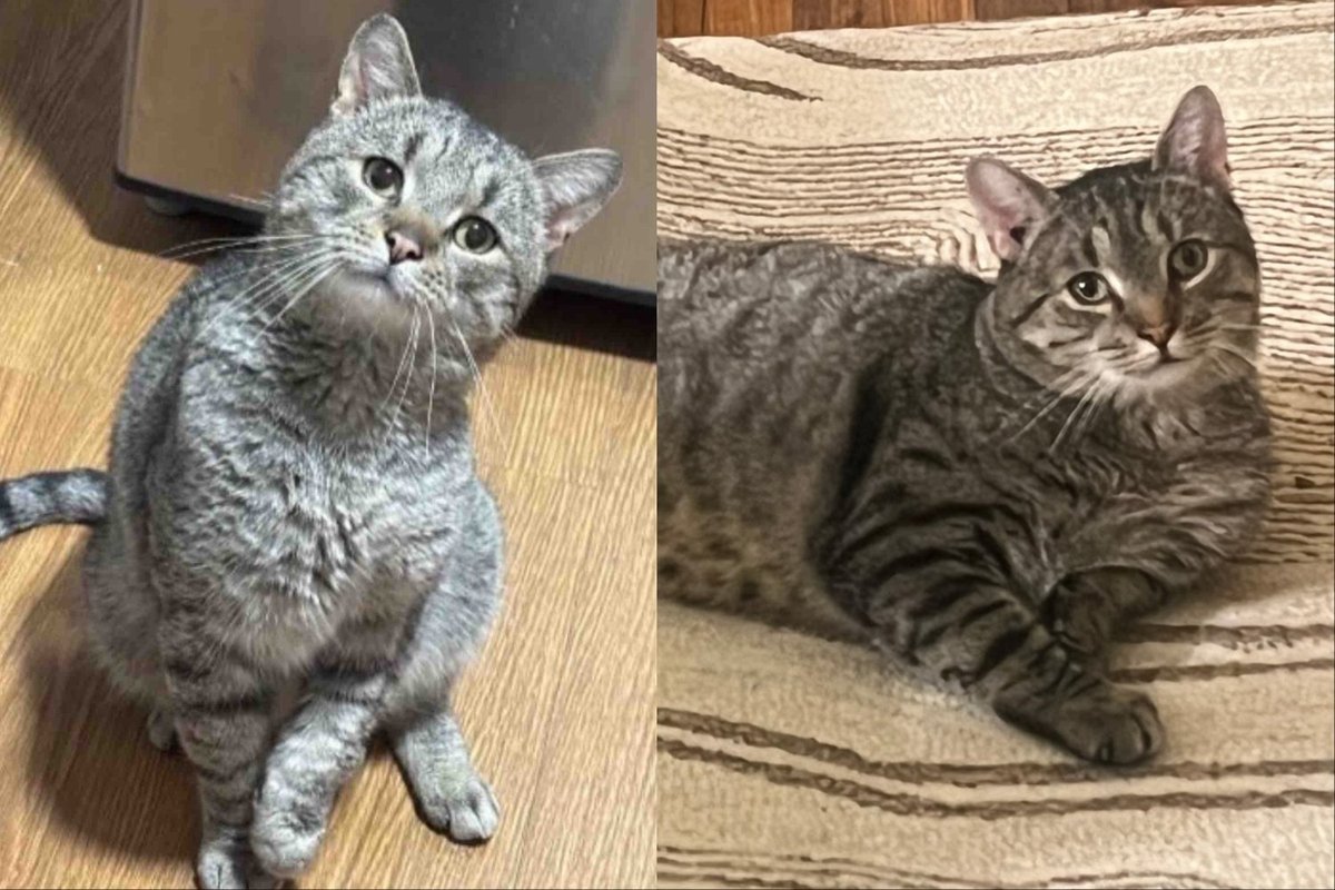 Tabby cat looking up at camera left; tabby cat lounging on rug right