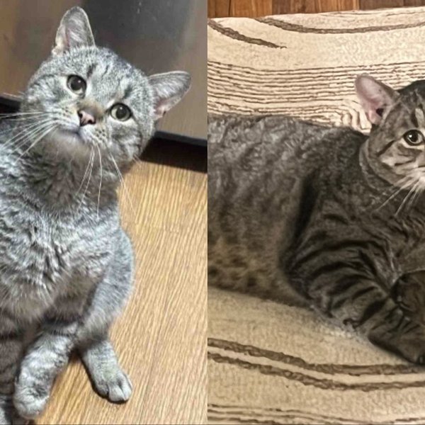 Tabby cat looking up at camera left; tabby cat lounging on rug right