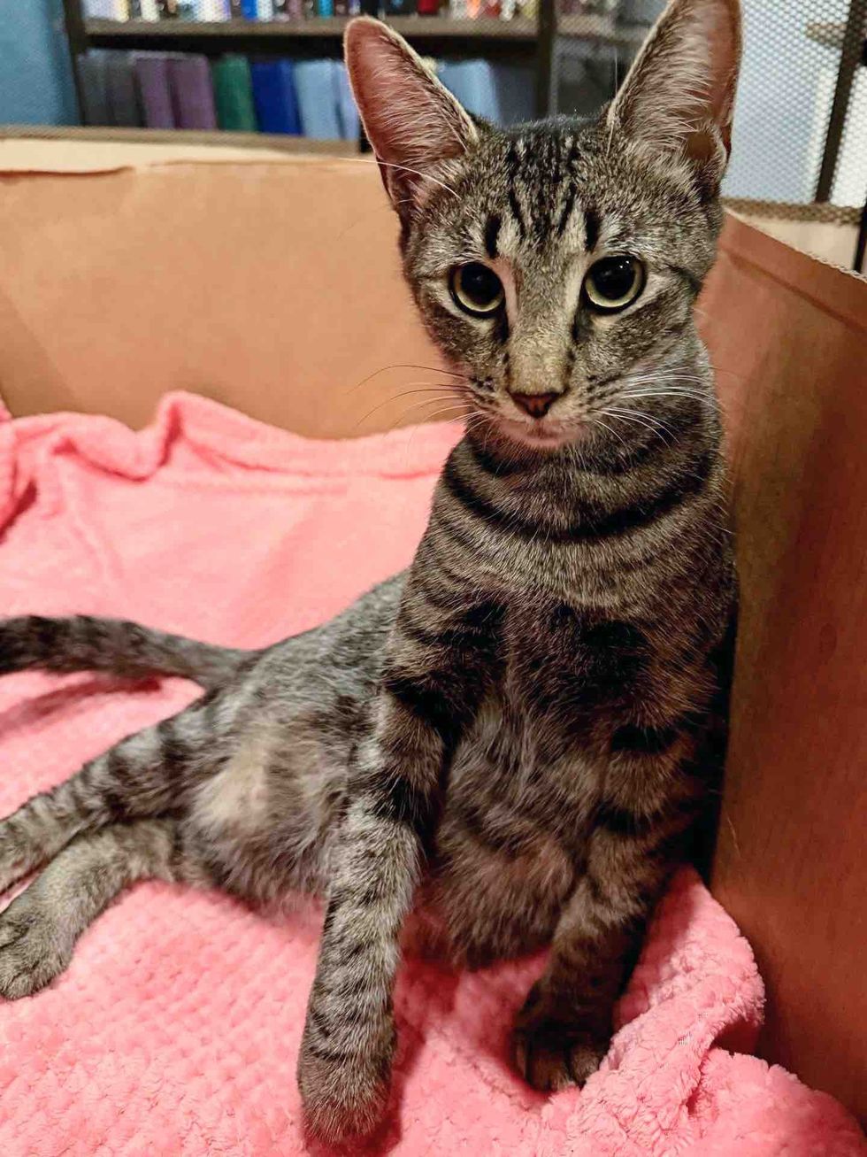 tabby cat lounging box