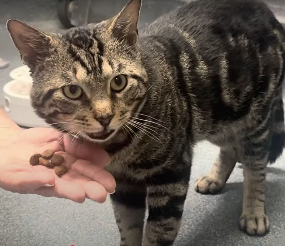 tabby cat loves treats