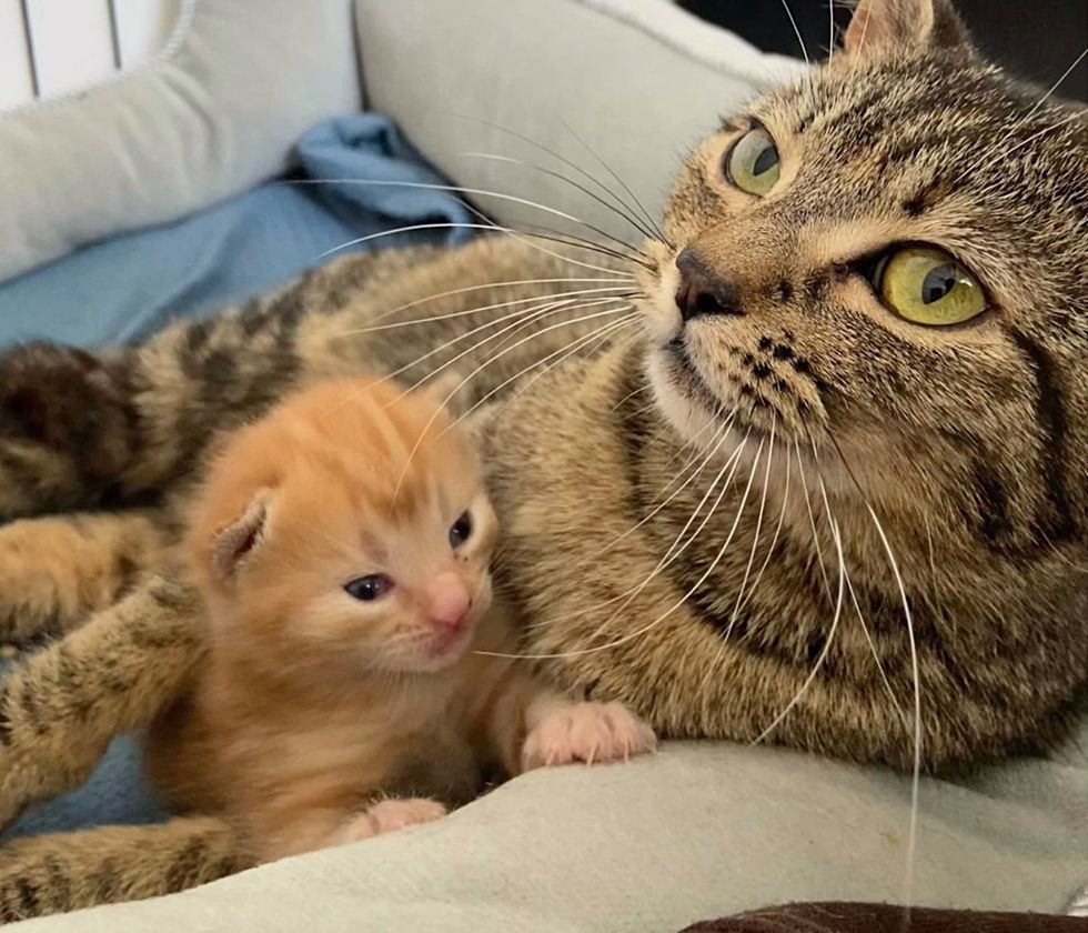 tabby cat mom kitten snuggles