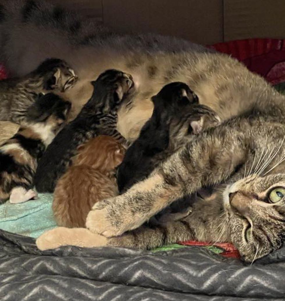tabby cat mother nursing kittens