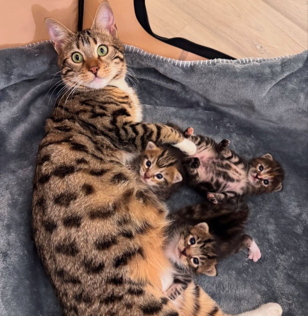 tabby cat newborn kittens