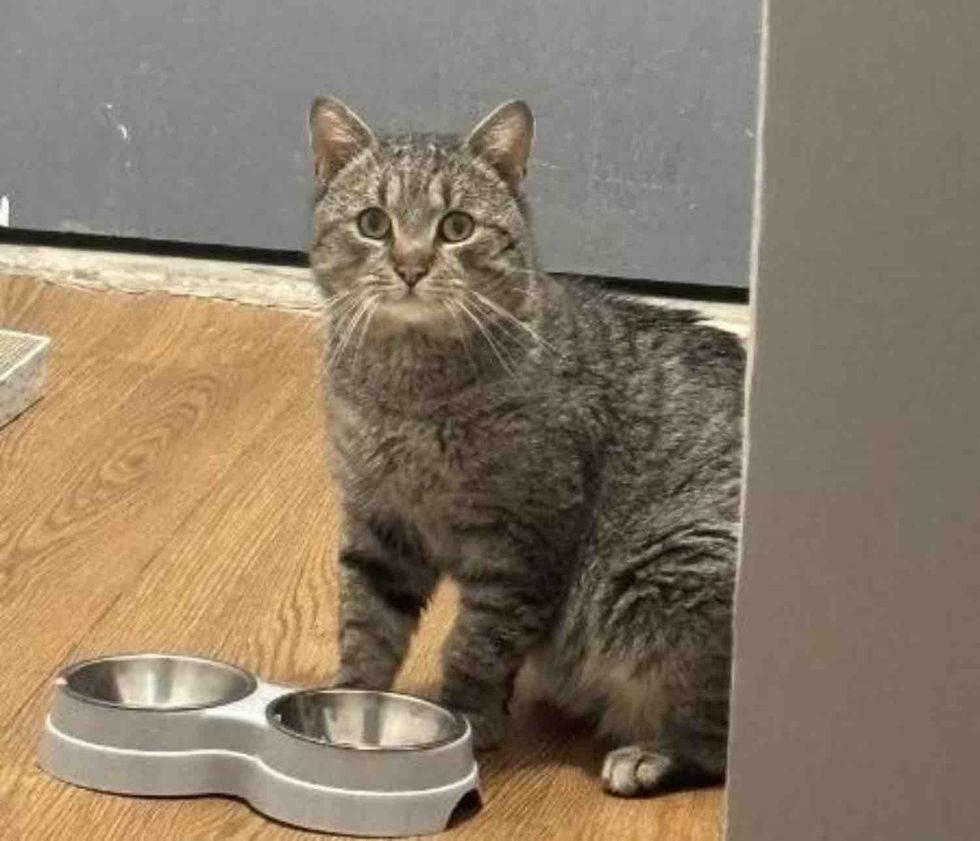 Tabby cat next to his water and food dishes looking for a meal